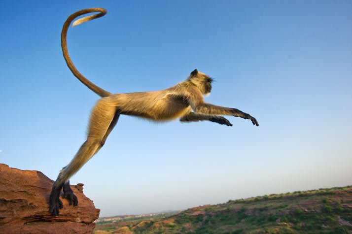 Monos han matado 250 perritos por una venganza en India – News Millenium